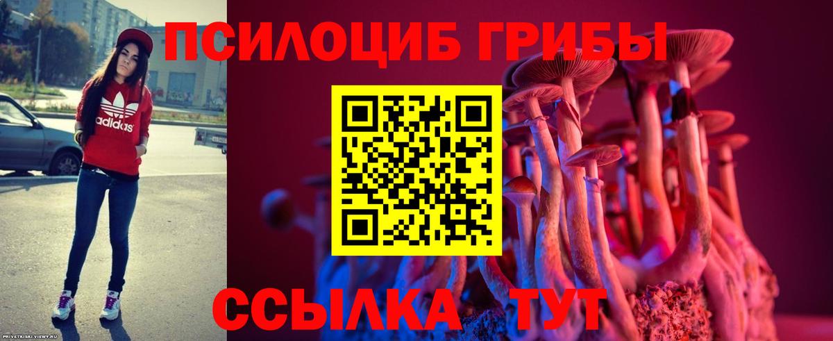 Брянск  Галлюциногенные грибы Cubensis  Вход с VPN 